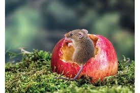 Countryfile Magazine A Twitter Countryfile Calendar Competition 2020 Winner Finalists And How To Buy A Calendar View The Winner And Finalists Of The Bbccountryfile Calendar Competition And Find Out How To Buy