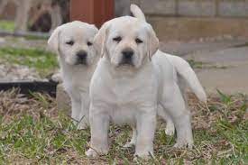We did not find results for: English Labrador Puppies Texas Labradors Dallas Labradors Zarate Labradors