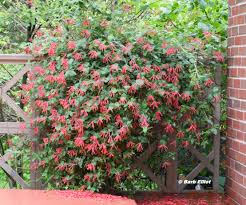 This native vine is a deciduous, woody vine that is found in open areas in ravines, rich woods and valleys. Hummingbird Backyardsfornature Org