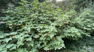 Image result for Dombeya burgessiae