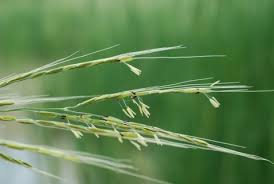 Image result for Oryza barthii