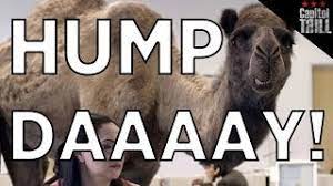 A camel distracts people working in the office because its a hump day. Geico Hump Day Twerk Mix Capitol Trill Youtube