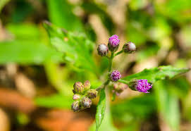 Image result for Vernonia cinerea