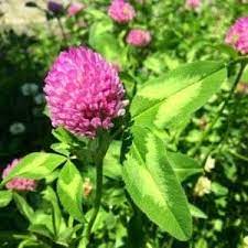Red Clover Herb Of The Week Commonwealth Center For Holistic Herbalism Herbs Clover Plant Herbalism