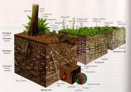 Soil Ecology The Essential Nutrients And Horizons Follow Green Living Plant Science Soil Agronomy