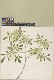 Image result for Zanthoxylum lindense