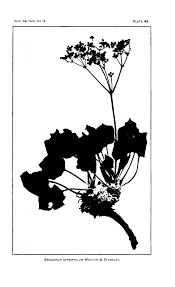 Image result for Polygala melilotoides