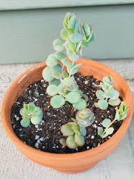 Kalanchoe Marnieriana Planting Succulents Succulents Hanging Planters Indoor