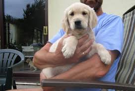 The puppies will be ready to go to their new homes may 29. Golden Retriever Puppies For Sale San Antonio Tx 295480