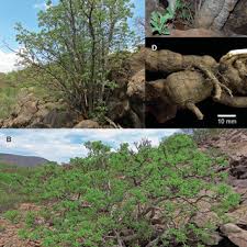 Image result for Hymenodictyon parvifolium