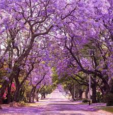 Questo è un colore che si combina molto bene con le diverse tonalità di verde, anche se c'è chi sceglie di averlo come esemplare isolato per godersi la sua ombra. Jacaranda Coltivazione E Cura Di Questo Stupendo Albero