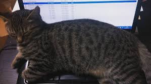 rik nak on instagram きじこちゃん 本日も床暖房にて 猫 ねこ ぬこ cat 猫あるある instagram posts cats animals