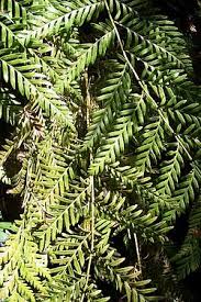 Image result for Todea