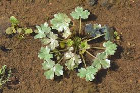 Image result for Ranunculus sceleratus