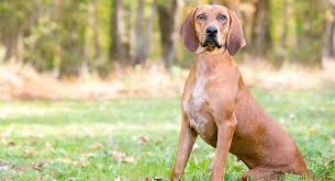Like most coonhounds, the redbone derives from foxhound ancestors. Redtick Coonhound Would This Energetic Breed Be Right For You