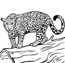 Jaguar Coloring Page Hd Zoo Animal Coloring Pages Jaguar Colors Coloring Pages