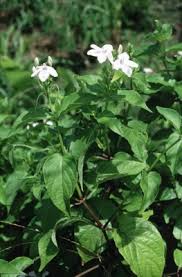 Image result for Asystasia