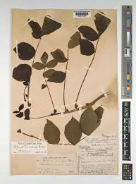 Image result for Steganotaenia