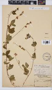 Image result for Argyrolobium tomentosum