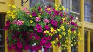 Bluhende Blumen In Einem Hangetopf In 2020 Sommerblumen Pflanzen Eisheilige