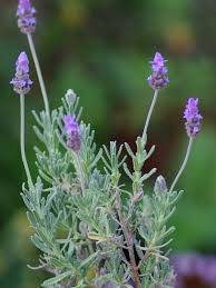 Image result for Lavandula dentata