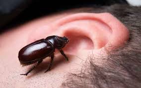 How To Remove A Bug From Your Ear Olive Oil In Ear The Doctors Tv Show Bugs