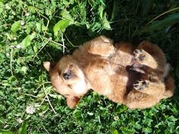 Soaking Up Some Rays Cute Creatures Puppies Sleeping Dogs