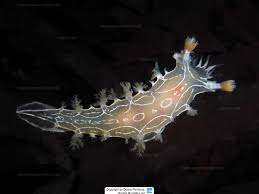 Image result for Tritonia moggii