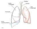 Pleura Pflege