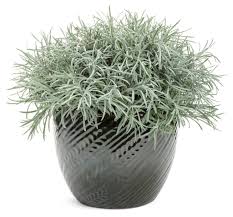 Image result for Helichrysum chasei