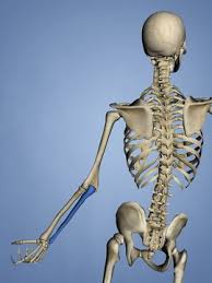 Long bone human skeleton frauðbein cross section, remodeling, angle, anatomy png. Long Bone Photos Royalty Free Images Graphics Vectors Videos Adobe Stock