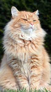 Orange Beauty Beautiful Cats Pretty Cats Cats