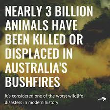 Australia S Wildlife Disaster Modern History Disasters Wildlife