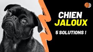 La punition doit être également quelque chose d'exceptionnel. Un Chien Jaloux De Mon Compagnon Que Faire Alphachien