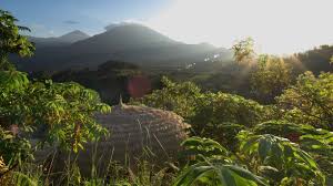 Image result for Mitragyna rubrostipulata