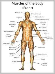 Largest muscle in the human body. Science Education Laminated Illustrated Human Body Educational Anatomy Chart Poster 24x36 Charts Posters