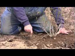 We did not find results for: Forsythia Propagation Youtube