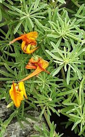 Image result for Lotus berthelotii