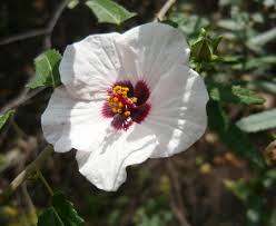 Image result for Pavonia leptocalyx