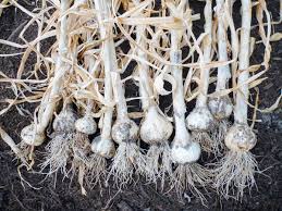 Propagation by aerial bulbils is preferred when closer space is adopted. The Trick Of Knowing When To Harvest Garlic Garden Betty