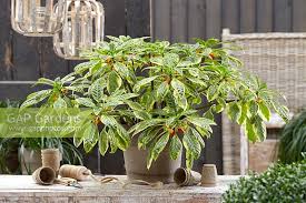 Image result for Impatiens niamniamensis