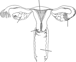 The vagina, which leads from the vulva, the vaginal opening, to the uterus; 2