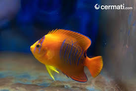 Karena ikan ini termasuk ikan yang jarang ditemukan. Langka Dan Super Indah Ini Dia 10 Jenis Ikan Hias Termahal Di Dunia Cermati Com