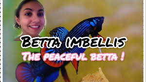 Wild Betta Imbellis Peaceful Betta Care Sheet Youtube