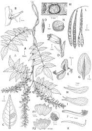 Image result for Ophrestia radicosa