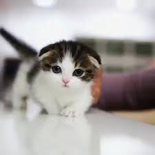 Bu Nasil Bir Tatlilik Sevimli Canlilar Sevimli Canlilar Hayvanlaralemi Tavsan Sevimli Kediler Cute Kittens Sevimli Hayvan Yavrulari