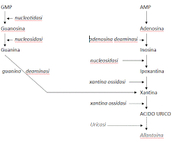 Fegato, reni, animelle e cervello. L Acido Urico Fatti E Misfatti Amec Associazione Per La Terapia Delle Malattie Metaboliche E Cardiovascolari
