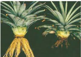 Maybe you would like to learn more about one of these? Penyakit Pada Tanaman Nanas Ananas Comosus Agri Upm