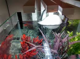 My Girlfriend S Betta Can Make One Hell Of A Bubble Nest Bettafish