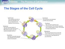 Cell growth and replication of dna. 10 2 The Process Of Cell Division Ppt Video Online Download